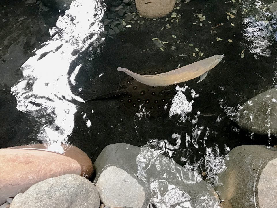 Arraia e Aruana - Lago Negro Casa Cor SP 2018 Natural Lagos